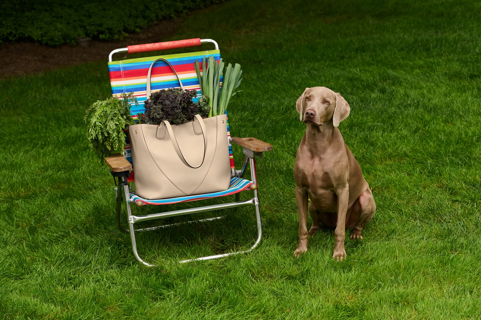 An Atria Market Tote with produce on a striped garden chair beside a dog.